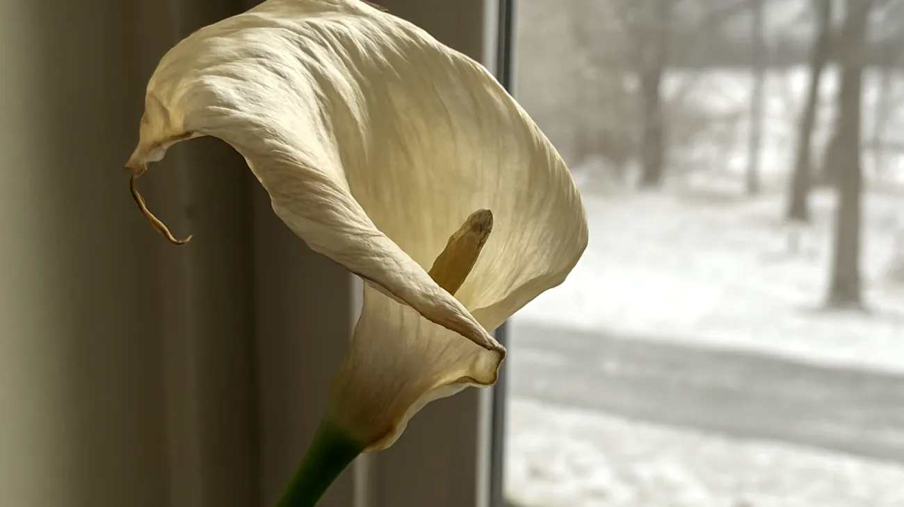 Calla"